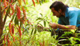 foraging for food